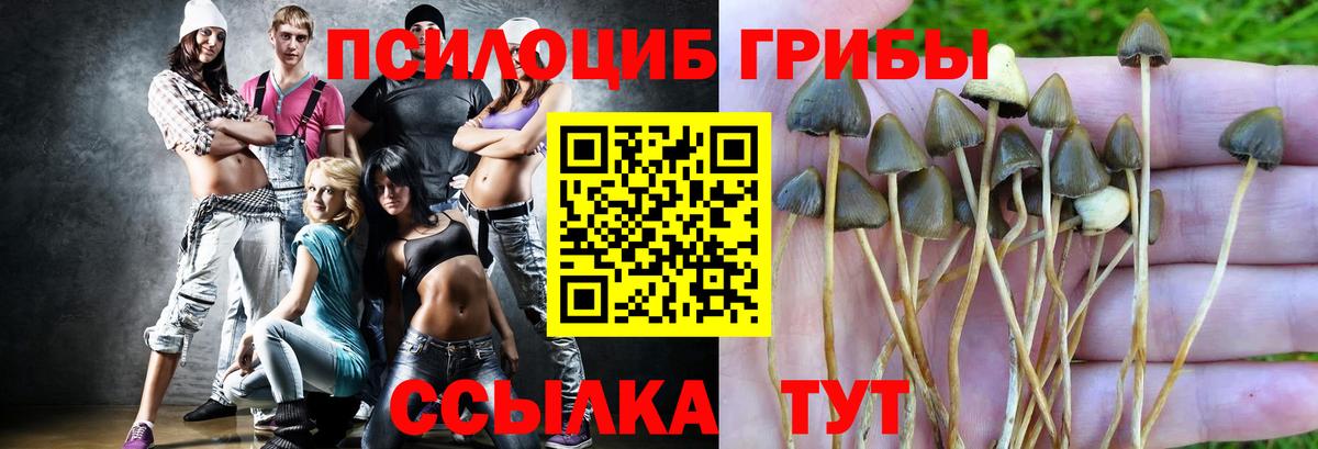 купить наркотики сайты  Губкин  Псилоцибиновые грибы Cubensis 